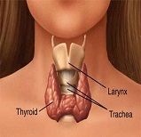 Общее состояние больных витилиго. 1 thyroid-gland11