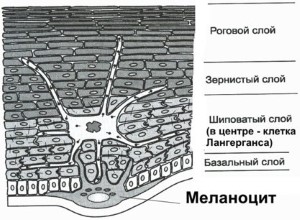 dermalidht 311 melanocit