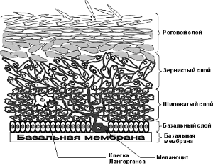 dermalidht 311 stroenie