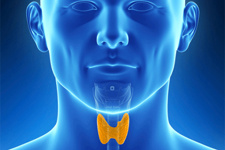 Витилиго и щитовидная железа